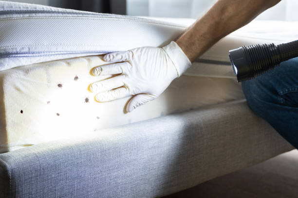 Best Local Pest Control Services  in Eureka Springs, AR