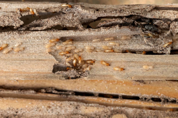 Best Mosquito Control Services  in Eureka Springs, AR